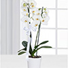 Orkide (2)